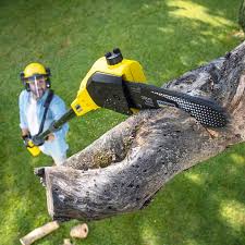 Best Tree Fertilization  in Shepherd, TX