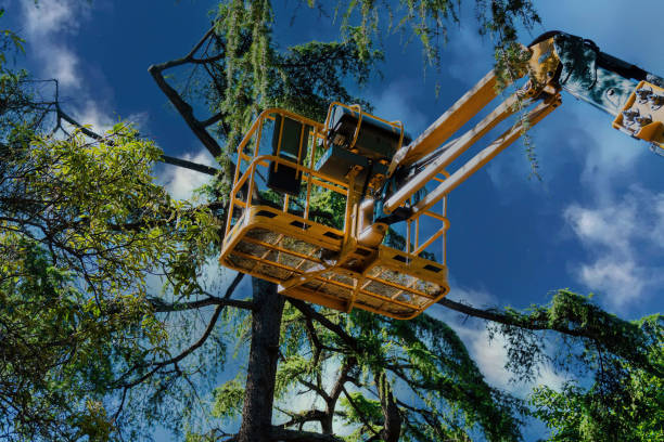 Shepherd, TX Tree Removal Company