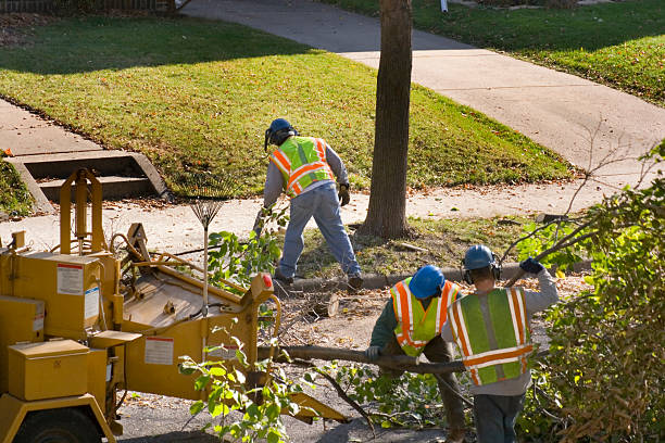 Best Hazardous Tree Removal  in Shepherd, TX