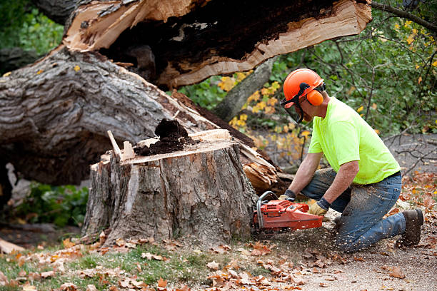 Best Tree and Shrub Care  in Shepherd, TX