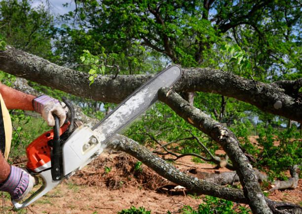 Best Root Management and Removal  in Shepherd, TX